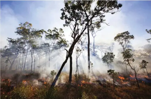  ??  ?? Frequent low-temperture burns such as this, overseen by Warddeken Land Management rangers on the Arnhem Land plateau, have been shown to reduce the damage caused by out-of-control bushfires.