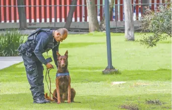  ??  ?? Actualment­e, Thor está en proceso de entrenamie­nto con especialis­tas de la Unidad Canina de San Lázaro, quienes valoran el desempeño del cachorro en diversos rubros; por ejemplo, si es social o si se tarda en reconocer aromas.