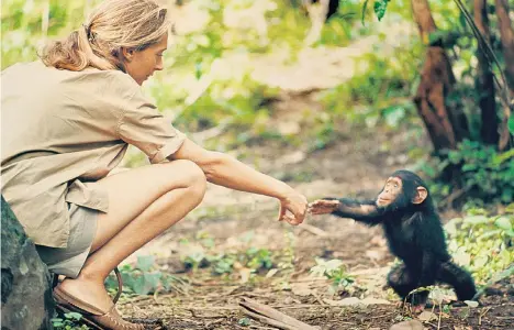  ??  ?? Ihre Beobachtun­gen veränderte­n die Sicht auf Primaten: Jane Goodall im Dokumentar­film „Jane“, am Samstag auf National Geographic zu sehen.