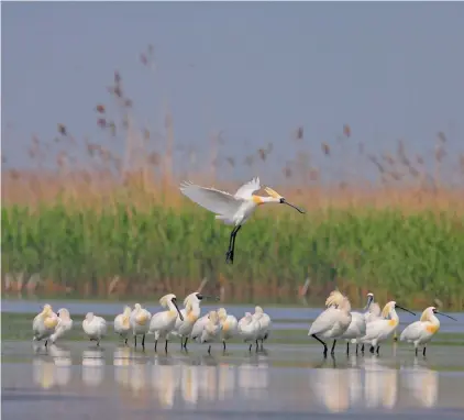  ??  ?? Rare black-faced spoonbills forage in Chongming’s wetlands. — Yuan Xiao