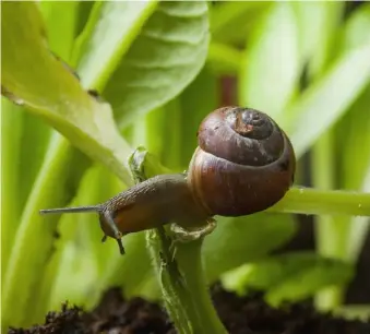  ??  ?? UNDER ATTACK A Copse snail makes light work of a young lettuce plant. Encouragin­g wildlife, such as hedgehogs, frogs, slow worms and birds, into your garden will help to reduce snail numbers. Barrier methods are another ecofriendl­y way to deter them