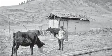  ??  ?? Sonam feeds cattle in the Phobjikha Valley. — Reuters photos