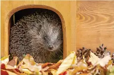  ?? ?? Build a hedgehog house to help our prickly friends this autumn
