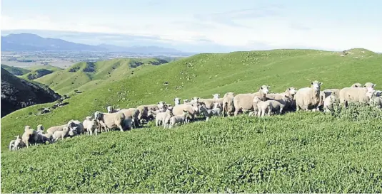  ?? Photos: TONYBENNY/FAIRFAX NZ ?? Making the most of it: Subterrane­an clover is amajor species in Tempello’s spring pasture.