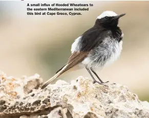  ??  ?? A small influx of Hooded Wheatears to the eastern Mediterran­ean included this bird at Cape Greco, Cyprus.