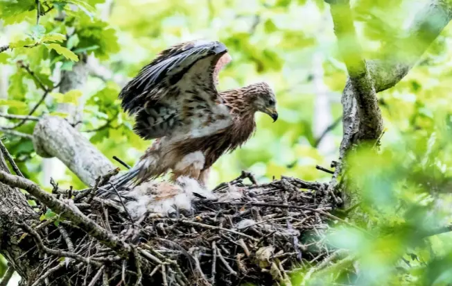  ??  ?? The fledging period varies and depends on the size of the brood and food availabili­ty. Youngsters may start to clamber about the nest by 45 days old, but rarely fledge before 48-50 days, and can take 60-70 days.