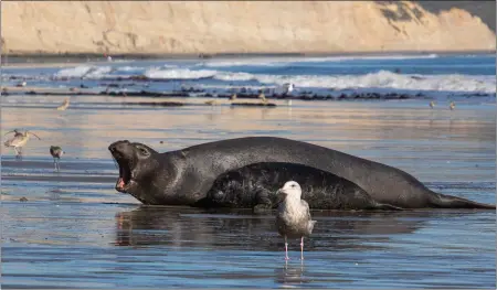  ?? PHOTOS BY MATTHEW LAU VIA THE NEW YORK TIMES ?? A female elephant seal bellows after being reunited with her pup. In an unlikely act of altruism observed two years ago, a male elephant seal prevented a younger animal from drowning.