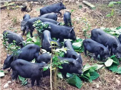  ??  ?? Native pigs are believed to be more tasty as lechon than their white counterpar­ts.