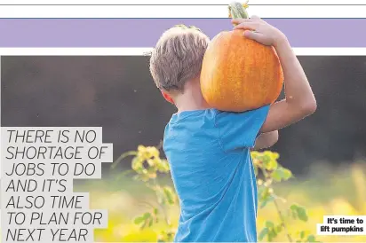  ?? ?? It’s time to lift pumpkins