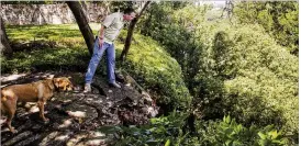  ?? AMANDA VOISARD / AMERICAN-STATESMAN ?? William Heyer and his dog Brandy survey his collapsed property line above Shoal Creek on Wednesday.