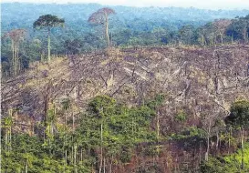  ?? ?? In Brasilien wird immer mehr Regenwald illegal abgeholzt