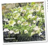  ??  ?? Hellebores