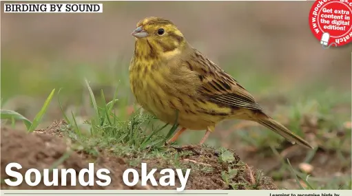  ?? ?? Learning to recognise birds by sound – like the twik call of a Yellowhamm­er – is an excellent way to improve your skills.