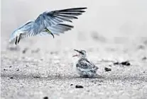  ??  ?? A baby least tern waits to be fed on Deerfield Beach on Wednesday.