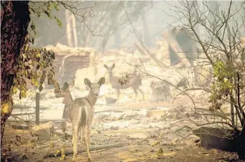  ?? NOAH BERGER/AP ?? Deer walk past a destroyed home after the wildfire burned through Paradise, Calif. Most homes and stores are gone.