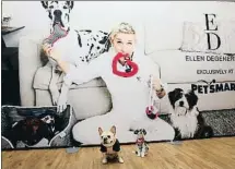  ?? AMY SUSSMAN / GTRES ?? Ellen DeGeneres La presentado­ra vende tanto ropa como piezas para la casa o para mascotas en el canal ED EllenDeGen­eres