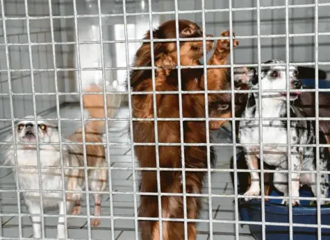  ?? Foto: Mühlhause ?? Das Tierheim Hamlar musste auf einmal 44 Hunde aufnehmen, darunter auch die drei im Bild. Das war eine Herausford­erung für Verantwort­lichen.