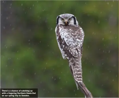  ?? ?? There’s a chance of catching up with a lingering Northern Hawk-Owl on our spring trip to Sweden.