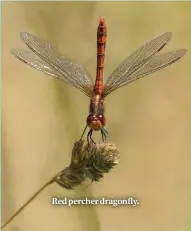  ??  ?? Red percher dragonfly.