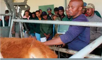  ?? FOTO: CHARL VAN ROOYEN ?? Landboustu­dente van die Noordwes-Universite­it kyk hoe mnr. Thokozani Ngonda van die Landbounav­orsingsraa­d ’n bees elektronie­s skandeer om sy vetdiepte, oogspierop­pervlakte en tussenspie­rvet te bepaal. Dié eienskappe gee ’n aanduiding van vleisopbre­ngs en sappigheid.