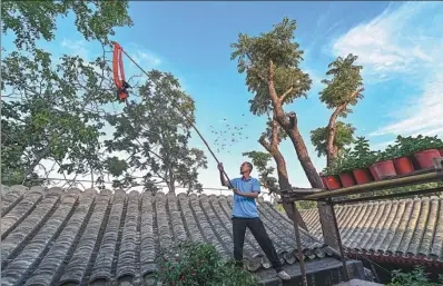  ??  ?? Zou Liming waves a bamboo stick with red and black clothes hanging to train pigeons.