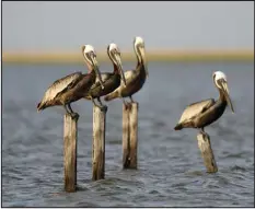  ?? GERALD HERBERT — ASSOCIATED PRESS FILE ?? Brown pelicans sit on pilings in marshland in Chauvin, La., on May 20, 2022.