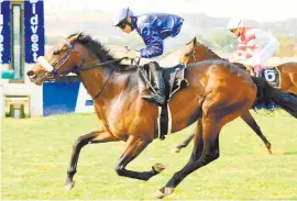  ?? Picture: JC Photograph­ics ?? CLASS ACT. Alyaasaat is a talented individual and looks the runner to beat in the Grade 3 Graham Beck Stakes over 1400m at Turffontei­n tomorrow.