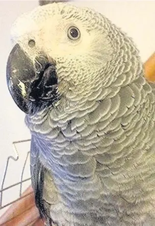  ??  ?? This young African grey parrot was found on a hedge in St Brides Major near Bridgend