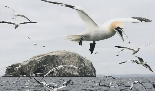  ?? PICTURE: DAVID CHESKIN/PA ?? 0 The world’s biggest northern gannet colony on Bass Rock in the Firth of Forth