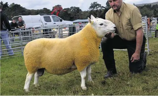  ??  ?? STANDING TALL: Iain MacKay’s North Country Cheviot tup was named sheep interbreed champion at Lochaber show