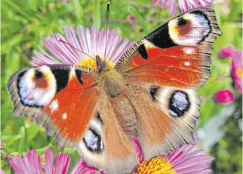  ?? FOTO: STEPHAN JANSEN/DPA ?? Ein Tagpfauena­uge – der Bestand auch dieses
Schmetterl­ings ist rückläufig.