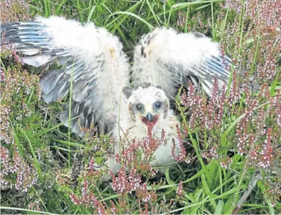  ??  ?? NEW ADDITION: One of the four hen harrier chicks which have successful­ly fledged in the Angus Glens