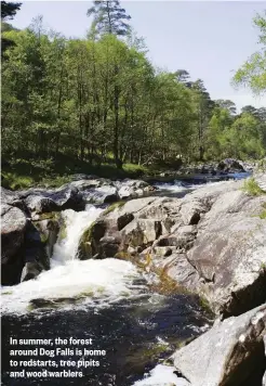  ??  ?? In summer, the forest around Dog Falls is home to redstarts, tree pipits and wood warblers