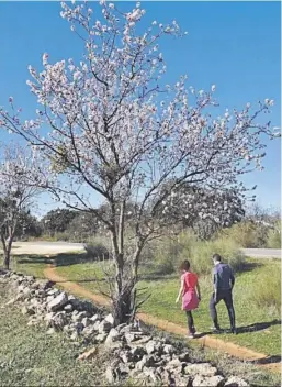  ?? ?? Los almendros más tempranos también han iniciado la floración.