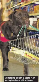  ??  ?? A helping dog in a store – an acceptable combinatio­n of dogs and shopping baskets