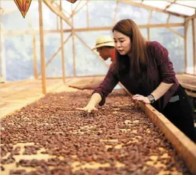  ?? ?? Graphics : Freepik
Lu is involved in every aspect of growing cocoa at her Sabah farms. Here she is pictured helping to dry the cocoa beans. — Photos: JAWS and CLAWS