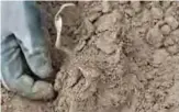  ??  ?? Hobby archaeolog­ist Rene Schoen digs out a silver necklace in Schaprode, northern Germany.