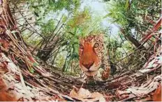  ?? Courtesy: The Virtual Reserve ?? A few cameras were lost to big cats during filming.