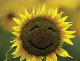  ?? CHARLIE RIEDEL — THE ASSOCIATED PRESS ?? In this file photo, a smiley face is seen on a sunflower in a sunflower field in Lawrence, Kan. Over the past decade as income in the U.S. has gone up, self-reported happiness levels have fallen fast, some of the biggest slides in the world. Yet this...