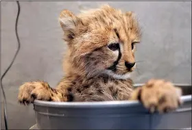  ?? AP file photo ?? Cheetah cubs separated from their mothers chirp like birds.