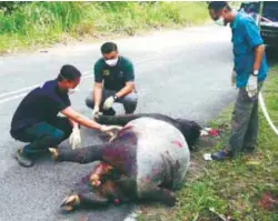  ?? PIX COURTESY OF STATE WILDLIFE AND NATIONAL PARKS DEPARTMENT ?? State Wildlife and National Parks Department personnel examine the tapir carcass .