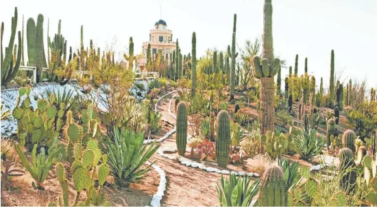  ?? THE REPUBLIC FILE ?? The cactus garden at the Tovrea Castle in Phoenix.