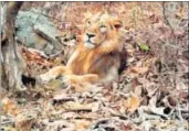  ??  ?? File photo of the lion at the Girnar Wildlife Sanctuary. HT