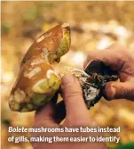  ?? ?? Bolete mushrooms have tubes instead of gills, making them easier to identify