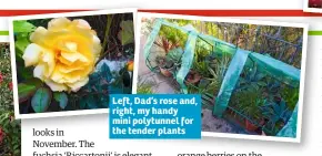  ??  ?? Left, Dad’s rose and, right, my handy mini polytunnel for the tender plants