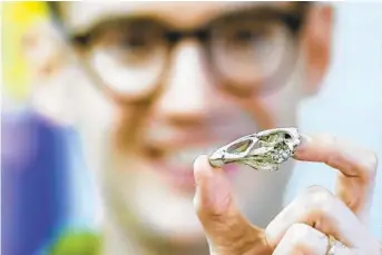  ?? COURTESY OF DANIEL FIELD/UNIVERSITY OF CAMBRIDGE VIA AP ?? Daniel Field holds a life-size 3D print of the Asteriorni­s maastricht­ensis (“Wonderchic­ken”) skull.