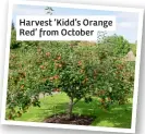  ?? ?? Harvest ‘Kidd’s Orange Red’ from October