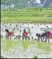  ?? PTI ?? The monsoon is expected to restrict agricultur­al activities in the rural sector.
