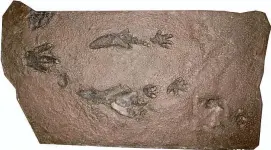  ?? Vanessa Rhue/Contribute­d photo ?? A tract at the Peabody Museum of Natural History shows footprints from two different dinosaurs, dotted with raindrops.