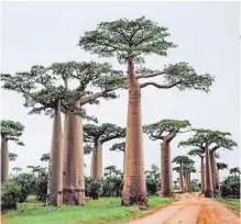  ?? | Unsplash ?? MADAGASCAR is home to 800-year-old baobab trees.